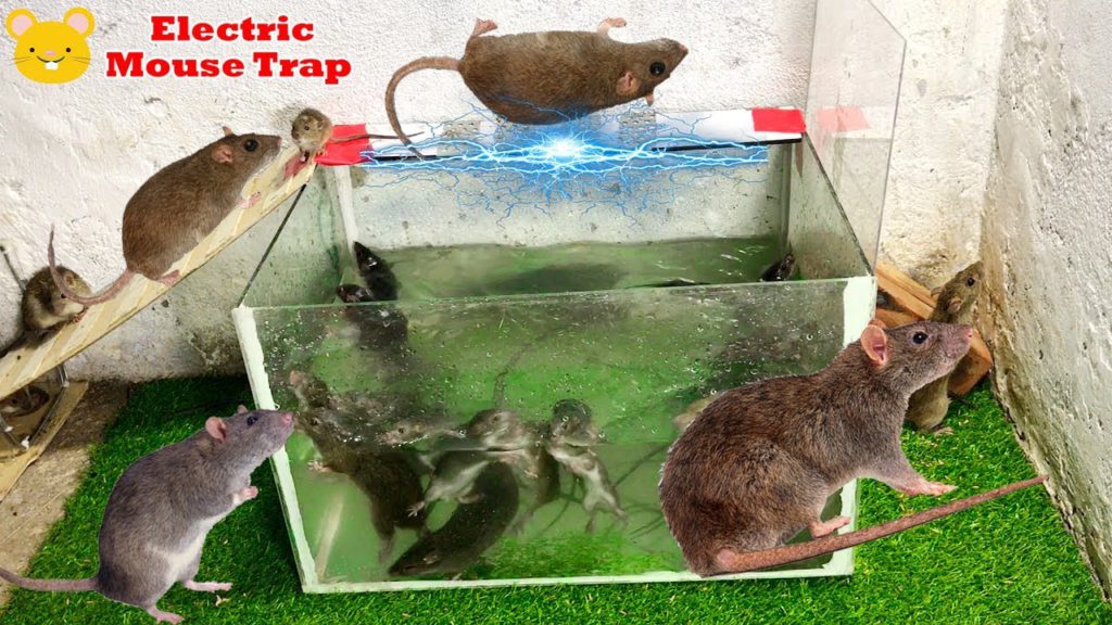 Elektrická past na myš s baterií 12V / funguje tato domácí elektrická past na myši? / Mouse Trap