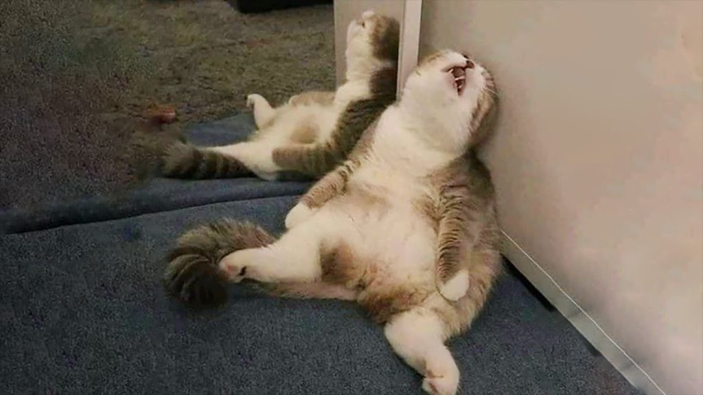 Funniest Cats ? – Don’t try to hold back Laughter ? – Funny Cats Life