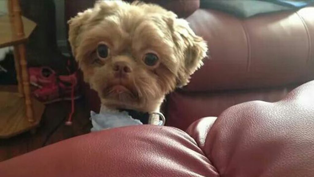 FORGET STRESS and LAUGH HARD! The FUNNIEST DOG VIDEOS!???
