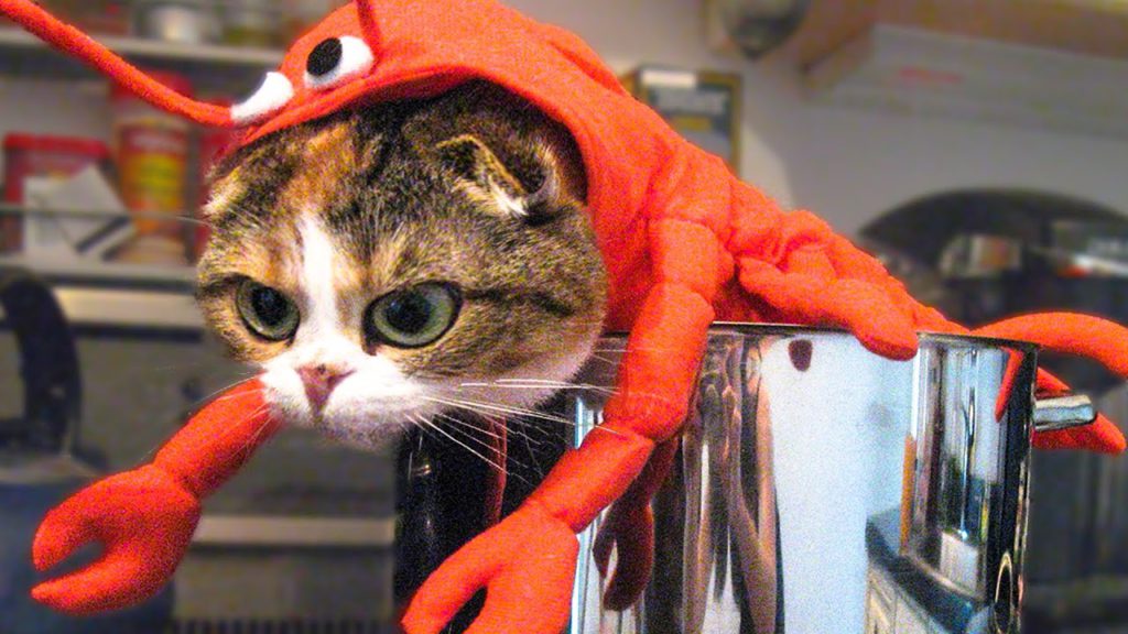 Funniest ? Dogs And ?Cats – Try Not To Laugh – Best Of The 2020 Funny Animal Videos