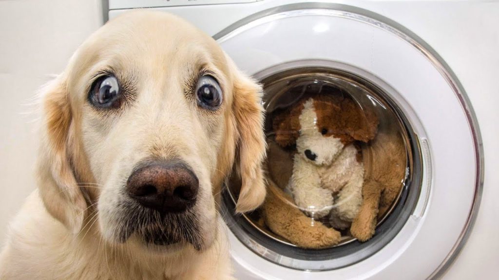 Best Funny Dogs ? And Cats ? Of The Month -Try Not To Laugh Challenge 2020