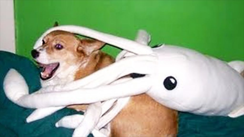 Best Of 2020 – Top Funny Pet Videos – TRY NOT TO LAUGH
