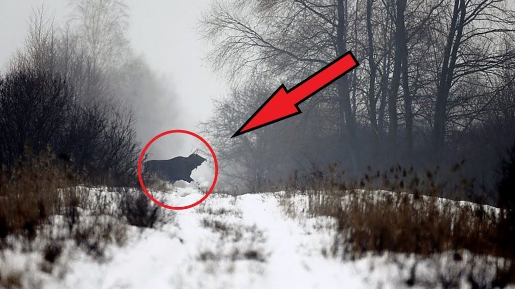 Nález vědců v ČERNOBYLSKÉM LESE Šokovalo celý svět!