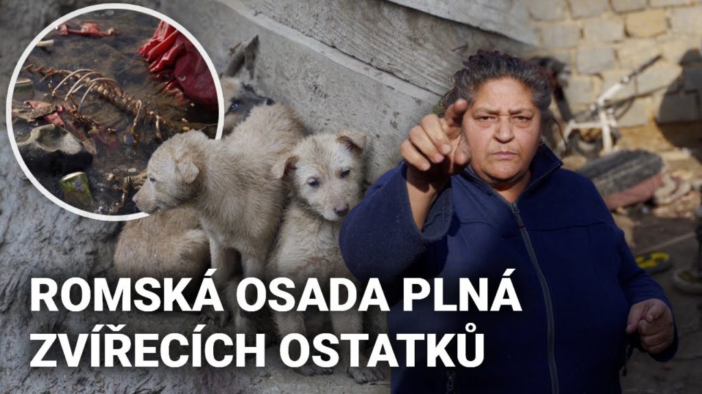 Jedí v této romské osadě psy? Chminianské Jakubovany jsou plné zvířecích ostatků!