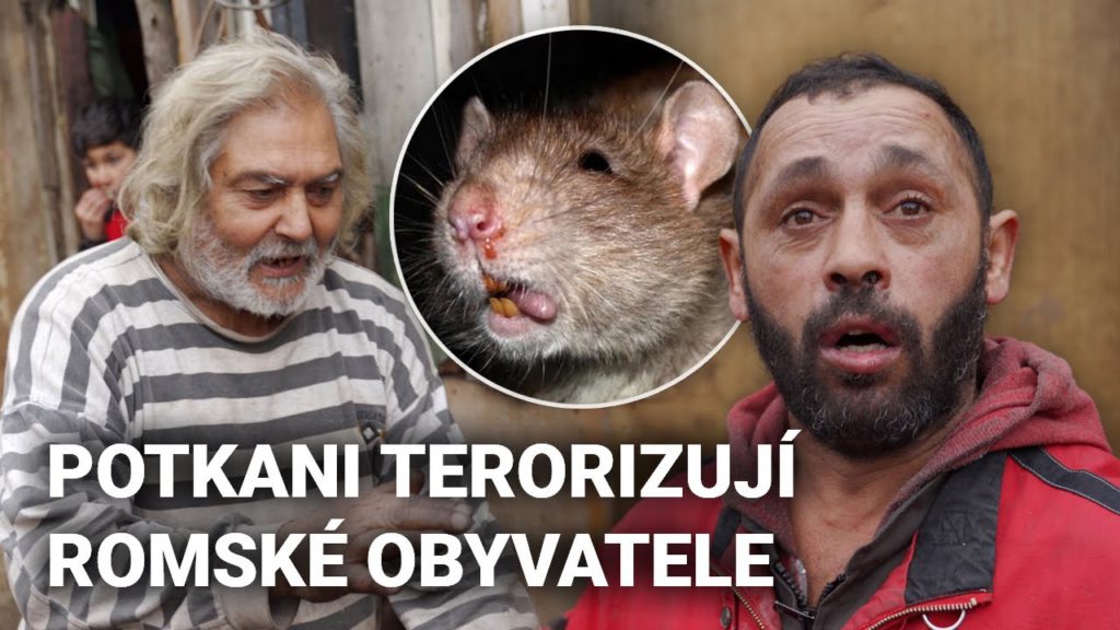 Přemnožení potkani napadají obyvatele v romské osadě Svinia